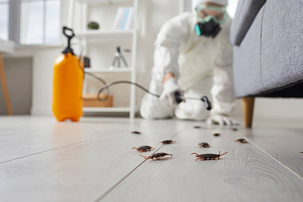 Post-Treatment Bed Bug Interceptor Monitoring in Dickinson
